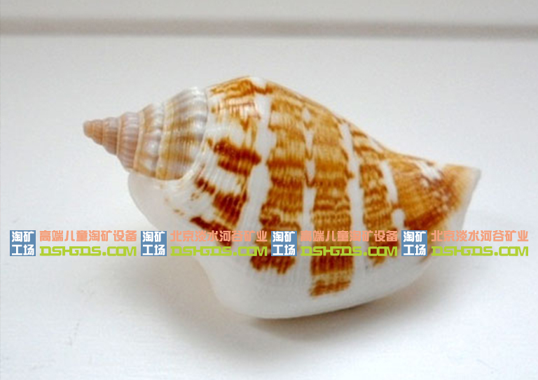 鳳凰螺